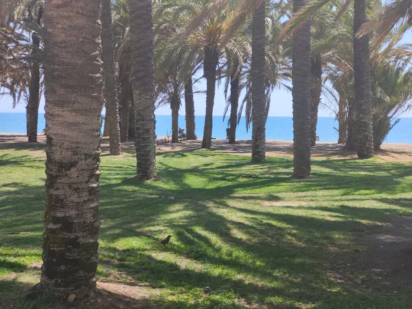 在阳光灿烂的日子里 西班牙南部海滩上的棕榈树 — 图库照片
