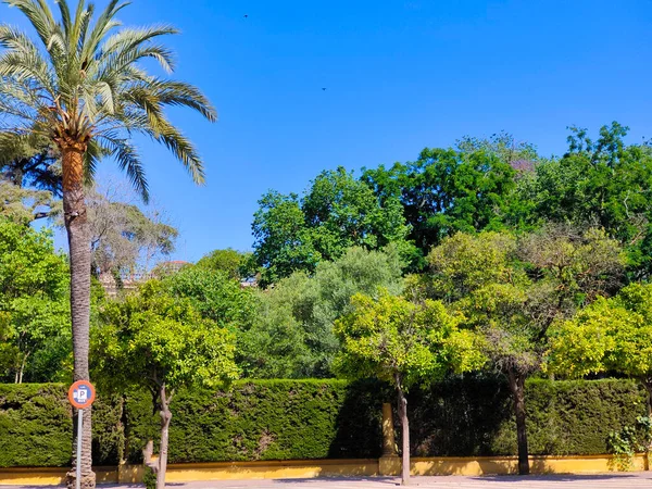 Spanya Nın Güneyindeki Jerez Frontera Güneşli Bir Günde Palmiye Ağaçları — Stok fotoğraf