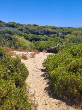 Güneşli bir günde İspanya 'nın güneyindeki kumsalın yakınındaki kumda doğa.