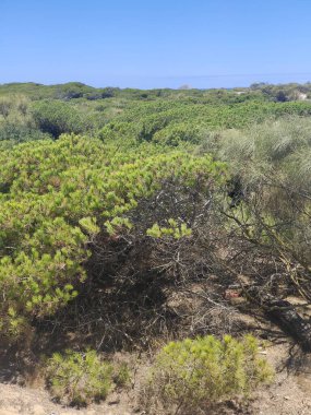 Güneşli bir günde İspanya 'nın güneyindeki kumsalın yakınındaki kumda doğa.