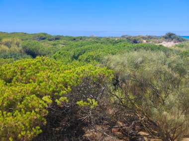 Güneşli bir günde İspanya 'nın güneyindeki kumsalın yakınındaki kumda doğa.