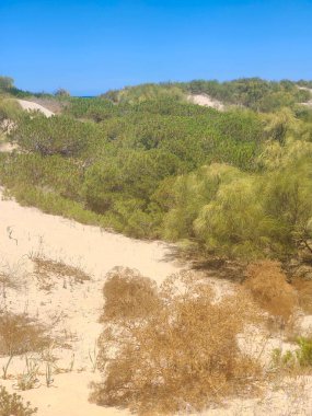 Güneşli bir günde İspanya 'nın güneyindeki kumsalın yakınındaki kumda doğa.