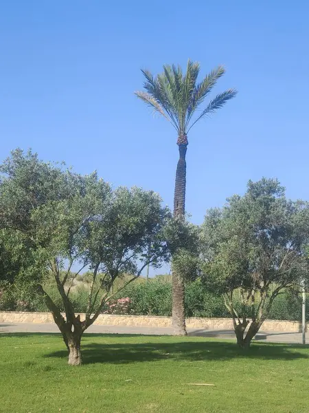 Palmier Grădină Într Însorită — Fotografie, imagine de stoc