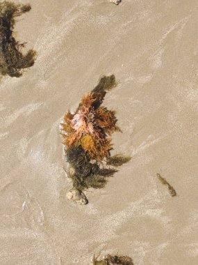 Güzel beyaz ve kahverengi bir denizin yakın çekimi.