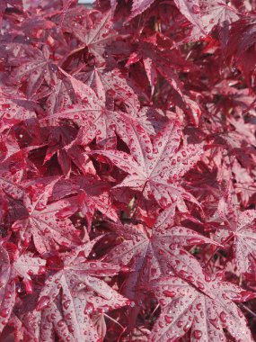 Sonbahar yaprakları, sonbahar bitkileri