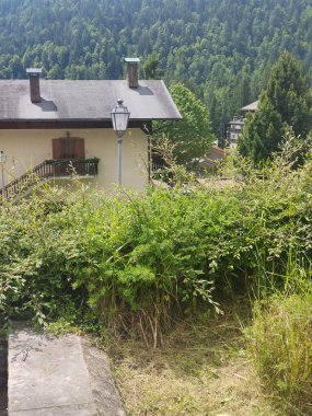 Ormandaki eski ahşap ev