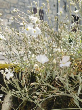 Bahçedeki güzel çiçekler