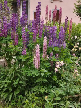 Bahçedeki güzel çiçekler