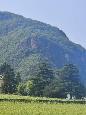 Ağacı ve dağı olan güzel bir manzara.