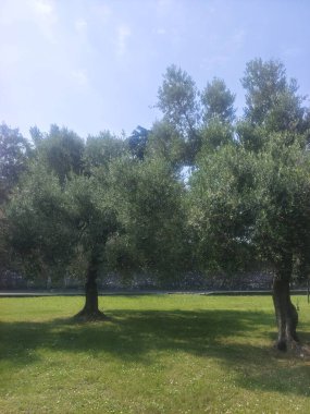 İtalya 'nın kuzeyinde güneşli bir günde ağaçlar doğada