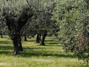 Çayırdaki zeytin ağaçları