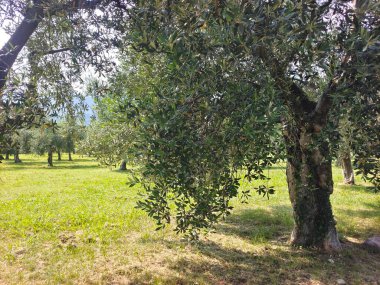 Doğanın güzel manzarası