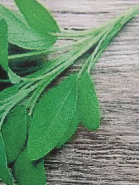 Groene Bladeren Flora Gebladerte — Stockfoto
