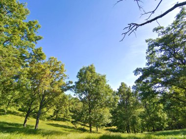 Güneşli bir günde Salamanca 'da orman
