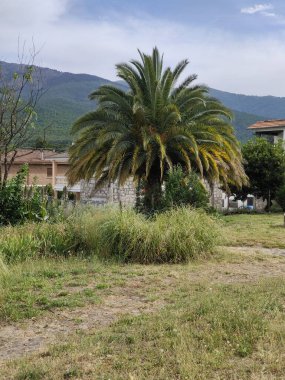 Bulutlu bir günde dağlarda palmiye ağaçları