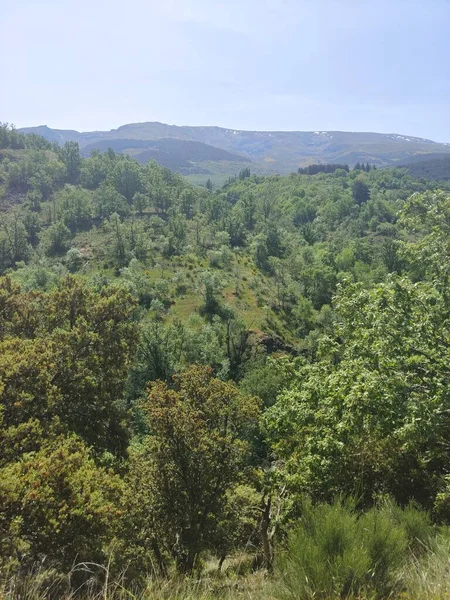 Floresta Província Salamanca Dia Ensolarado — Fotografia de Stock