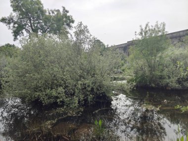 İspanya 'nın merkezindeki Tormes Nehri bulutlu bir günde bitki örtüsüyle çevrilidir.