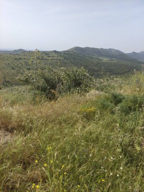 İspanya 'nın merkezinde çayırlar güneşli bir günde ulusal bir parkta