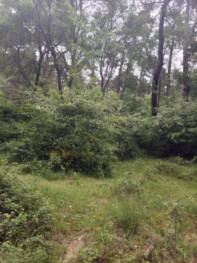 İspanya 'nın merkezindeki Segovia' da ağaçlarla dolu bulutlu bir günde doğa.