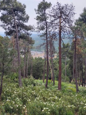 İspanya 'nın merkezindeki Segovia' da ağaçlarla dolu bulutlu bir günde doğa.