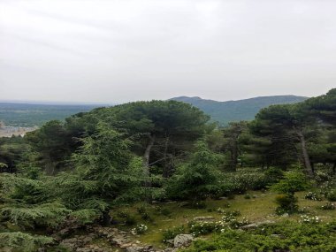İspanya 'nın merkezindeki Segovia' da ağaçlarla dolu bulutlu bir günde doğa.