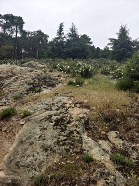 İspanya 'nın merkezindeki Segovia' da ağaçlarla dolu bulutlu bir günde doğa.