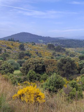 İspanya 'nın merkezindeki Segovia' da ağaçlarla dolu bulutlu bir günde doğa.