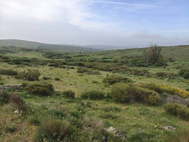 İspanya 'nın merkezindeki Segovia' da ağaçlarla dolu bulutlu bir günde doğa.