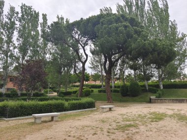 İspanya 'nın merkezindeki Segovia' da ağaçlarla dolu bulutlu bir günde doğa.