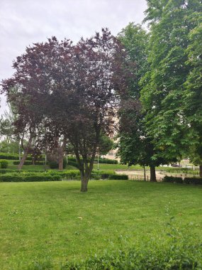 Segovia 'da bir kış günü ağaçlar