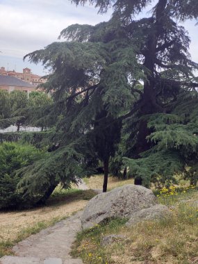 Segovia 'da bir kış günü ağaçlar
