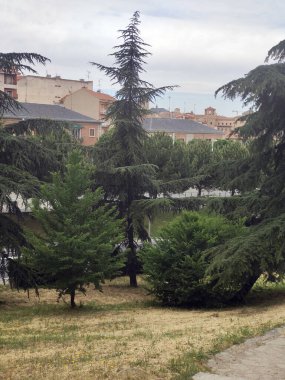 Segovia 'da bir kış günü ağaçlar