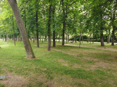 Segovia 'da bir kış günü ağaçlar