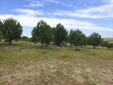 Bulutlu bir günde Segovia vadisinde ağaçlar