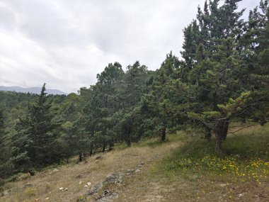 Bulutlu bir günde Segovia vadisinde ağaçlar