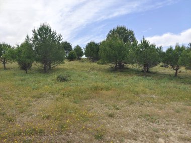 Bulutlu bir günde Segovia vadisinde ağaçlar