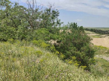 Bulutlu bir günde Segovia vadisinde ağaçlar