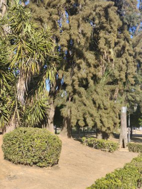 Güneşli bir günde ağaçlı doğa manzarası