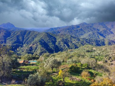 Güneşli bir günde ağaçlı doğa manzarası