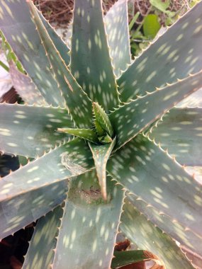 Bir kaktüsün doğa arkaplanı