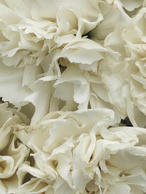 Birkaç çiçek yaprağı bir fon oluşturuyor.