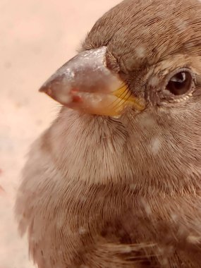 Küçük bir kuşun gözleriyle.