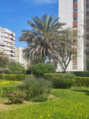 Bahçedeki palmiye ağaçları güneşli bir günde binalarla çevrili.