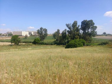 Güneşli bir günde ilkbaharda bir çayırda ağaçlar