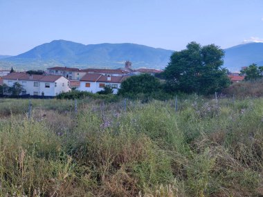 Güneşli bir günde bir vadinin çayırlarındaki ağaçlar