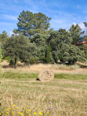 Güneşli bir günde bir vadinin çayırlarındaki ağaçlar