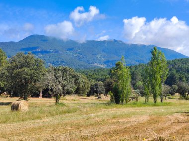 Güneşli bir günde bir vadinin çayırlarındaki ağaçlar