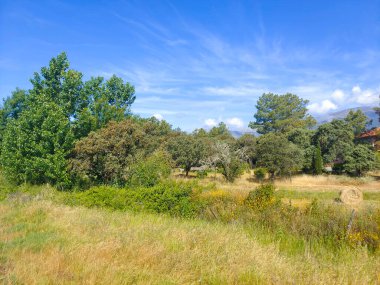 Güneşli bir günde bir vadinin çayırlarındaki ağaçlar