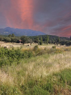 Güneşli bir günde bir vadinin çayırlarındaki ağaçlar