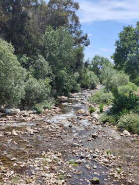 İspanya 'nın güneyinde ilkbaharda ağaçlar